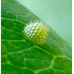 White Admiral camilla FIVE LARVAE - SPECIAL PRICE!